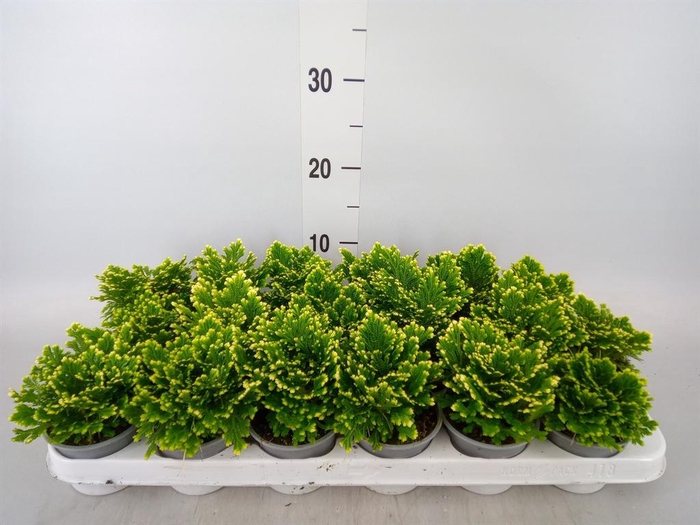 <h4>Selaginella martensii 'Jori'</h4>