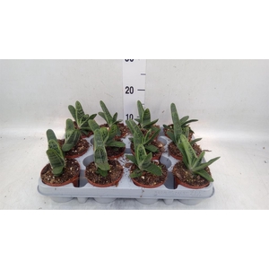 Gasteria  'Little Warty'