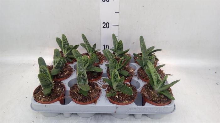 <h4>Gasteria  'Little Warty'</h4>