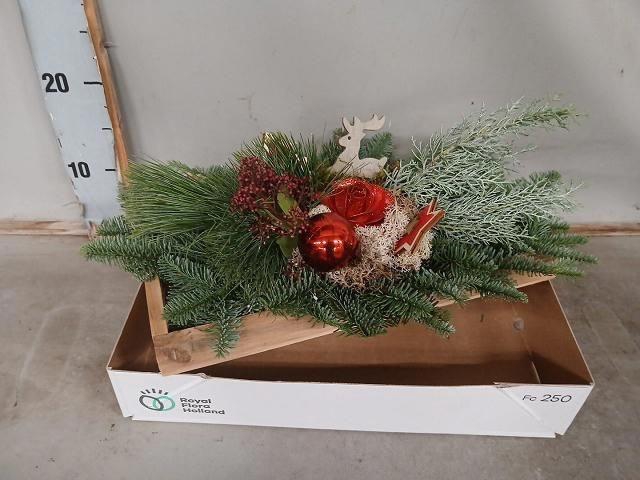 <h4>ARR KERST RED</h4>