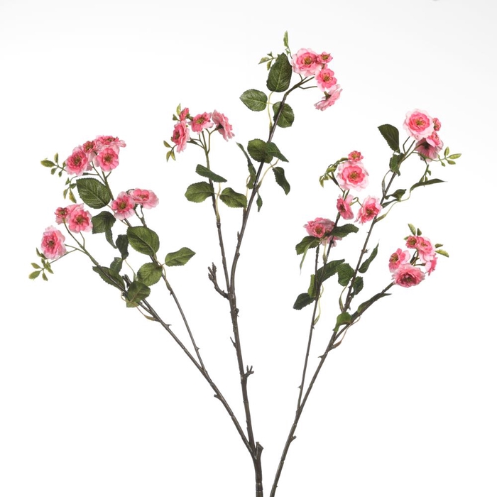 <h4>Af Rosa Wild L87cm Pink</h4>