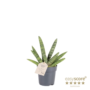 SANSEVIERIA BONCELLENSIS P11 BONCEL