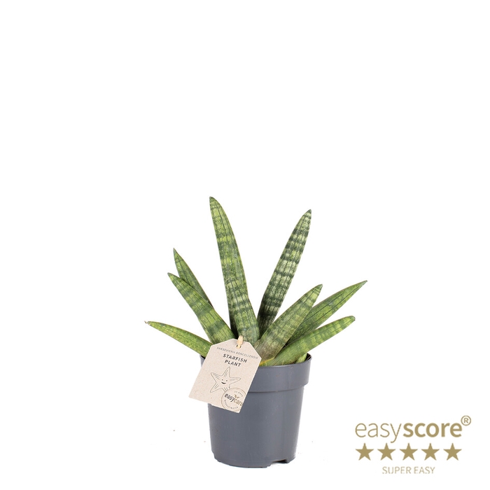 <h4>SANSEVIERIA BONCELLENSIS P11 BONCEL</h4>