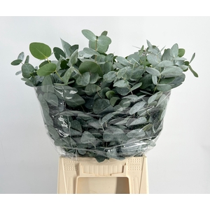 Leaf eucalyptus cinerea short