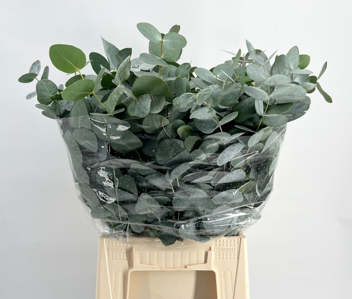 <h4>Leaf eucalyptus cinerea short</h4>