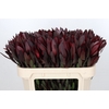 Leucadendron Saf Sunset Dark R.