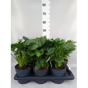 Philodendron   ...
