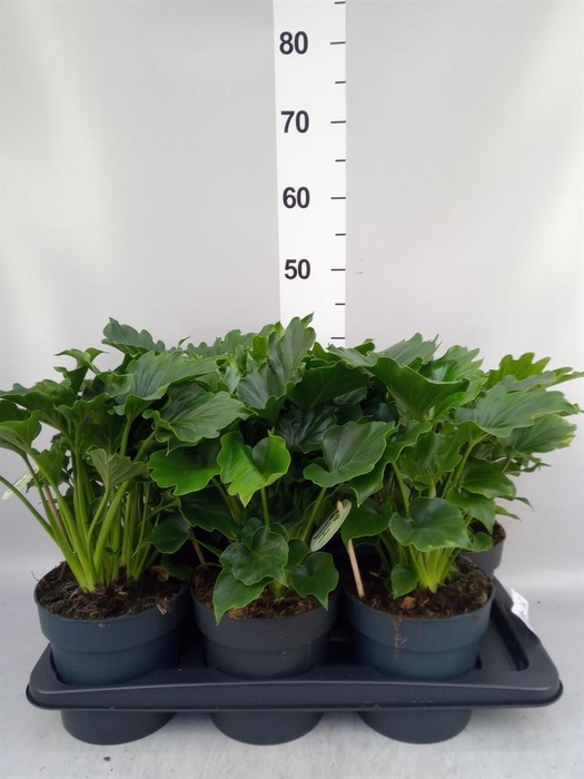 <h4>Philodendron   ...</h4>