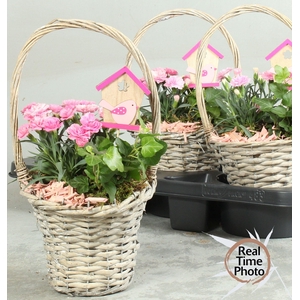 ARR TUINPLANTEN