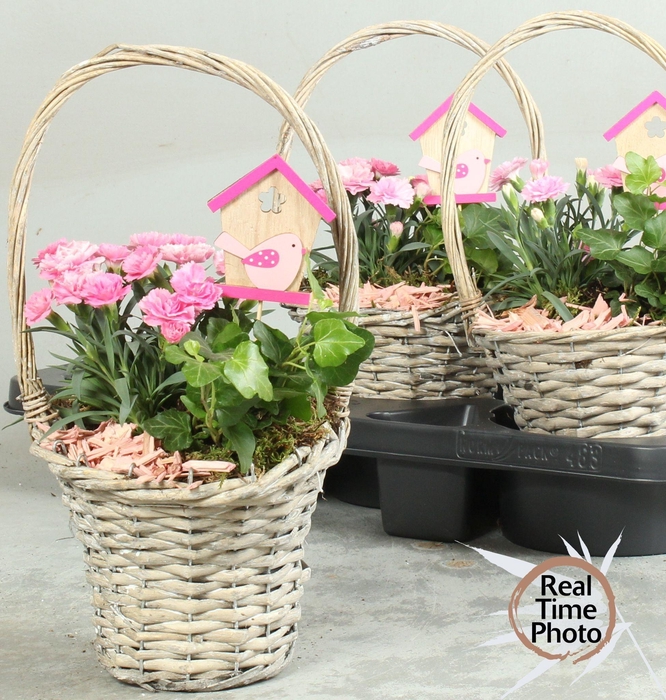 <h4>ARR TUINPLANTEN</h4>
