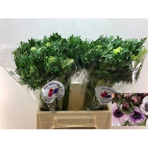 ANEM CO GALIL PASTEL