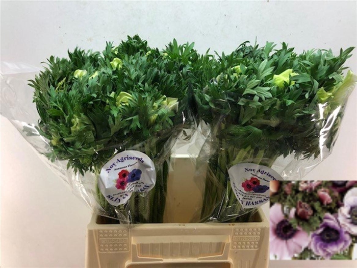 <h4>ANEM CO GALIL PASTEL</h4>