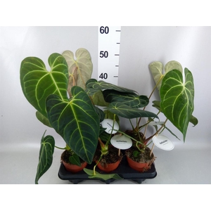 Anthurium   ...