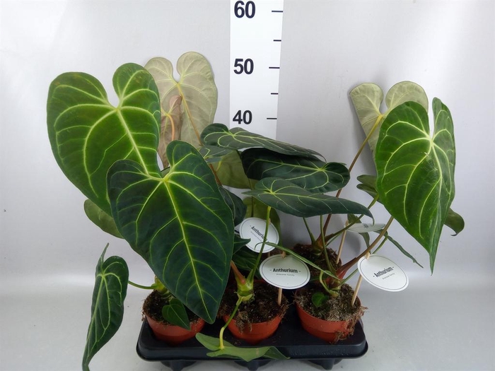 <h4>Anthurium   ...</h4>