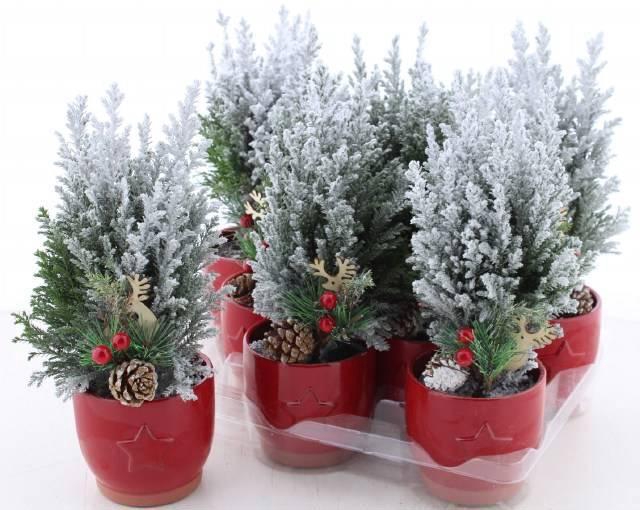 <h4>CHAM L ELLWOODII</h4>