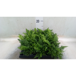 Polystichum tsus-simense