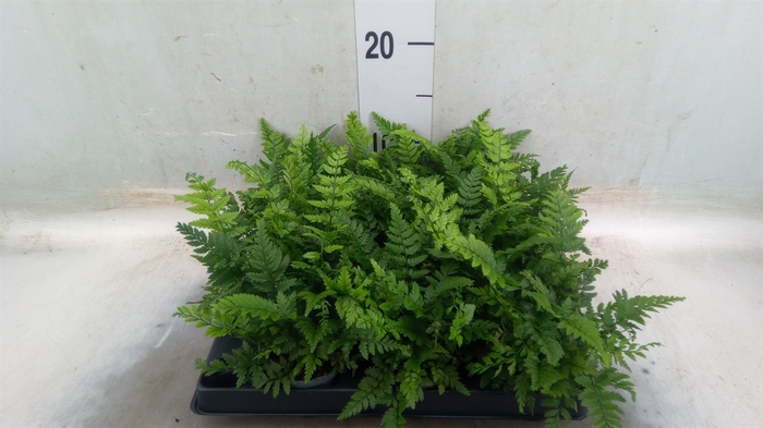 <h4>Polystichum tsus-simense</h4>