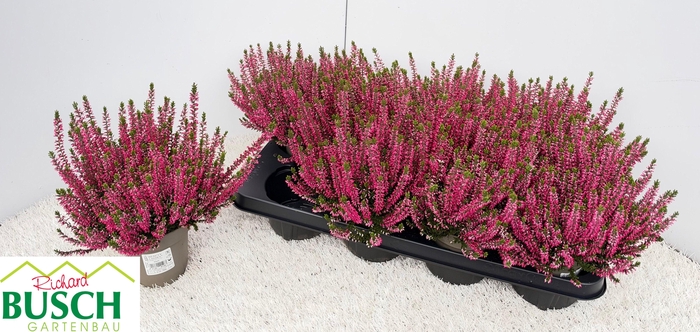 <h4>CALLU BL STEFFI</h4>