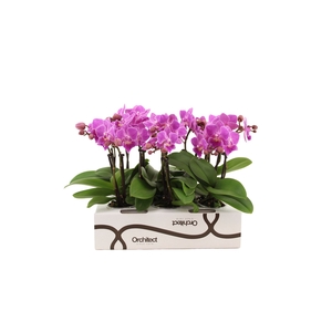 Phalaenopsis   ...mini