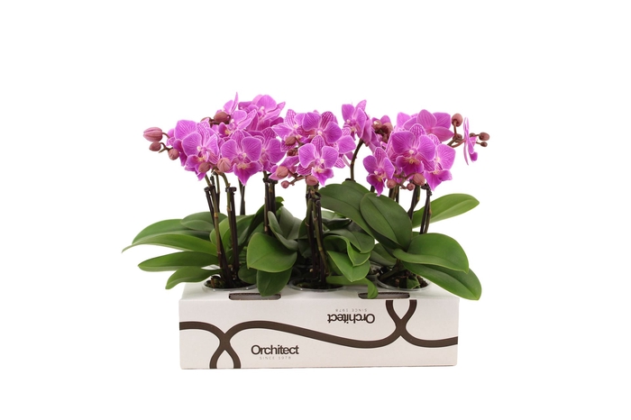 <h4>Phalaenopsis   ...mini</h4>