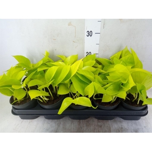 Epipremnum pinn. 'Golden Pothos'