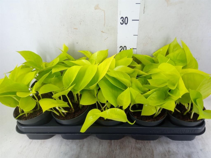 <h4>Epipremnum pinn. 'Golden Pothos'</h4>
