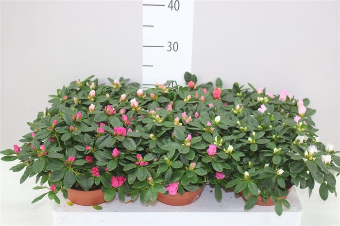 <h4>Rhododendron Si Gemengd</h4>