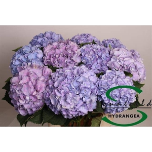 HYDR M ROY SYMPHO BL
