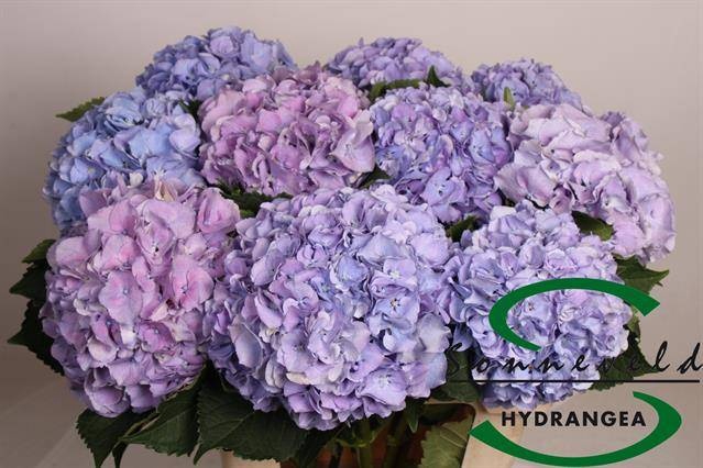 <h4>HYDR M ROY SYMPHO BL</h4>
