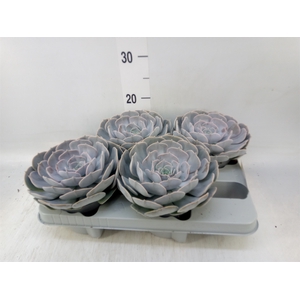 Echeveria  'Pollux'