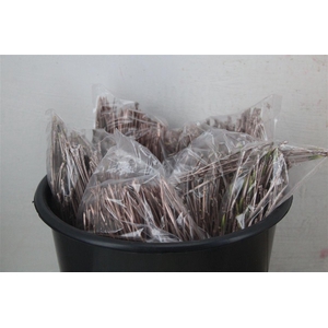 Dennen Naalden Champagne