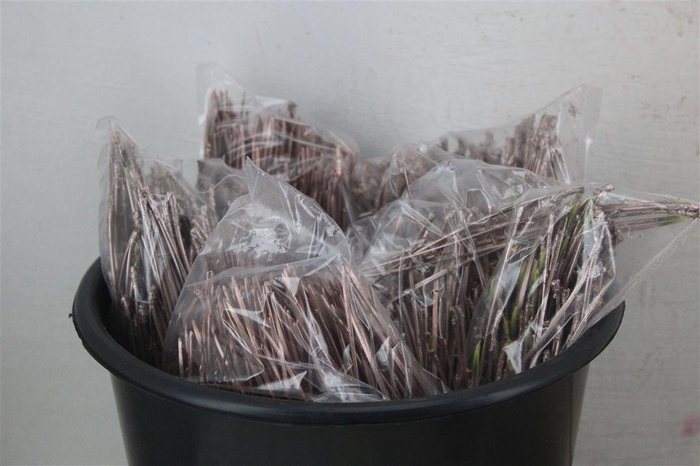 <h4>Dennen Naalden Champagne</h4>