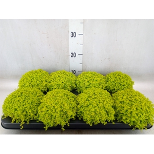 Soleirolia soleirolii 'Aurea'