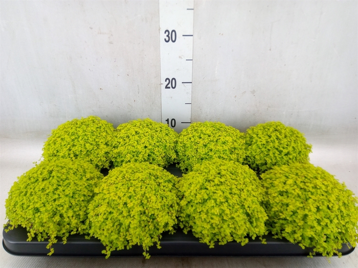 <h4>Soleirolia soleirolii 'Aurea'</h4>