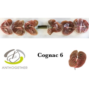 Anthurium Cognac