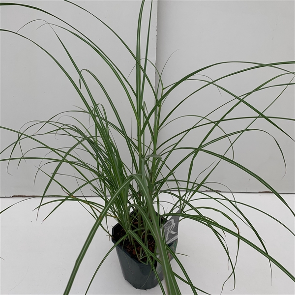 <h4>Graminées Miscanthus 'Flamingo'</h4>