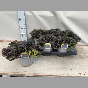 AJUGA REPT