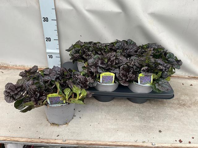 <h4>AJUGA REPT</h4>