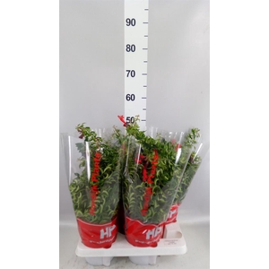 Aeschynanthus  'Twister'
