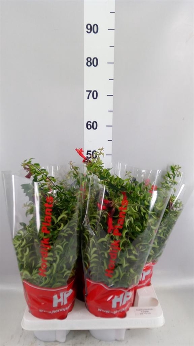 <h4>Aeschynanthus 'Twister'</h4>