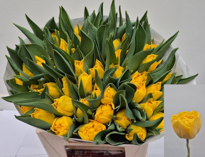 <h4>TU DU GOLDMEMBER</h4>