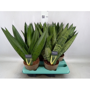 Sansevieria zeylanica