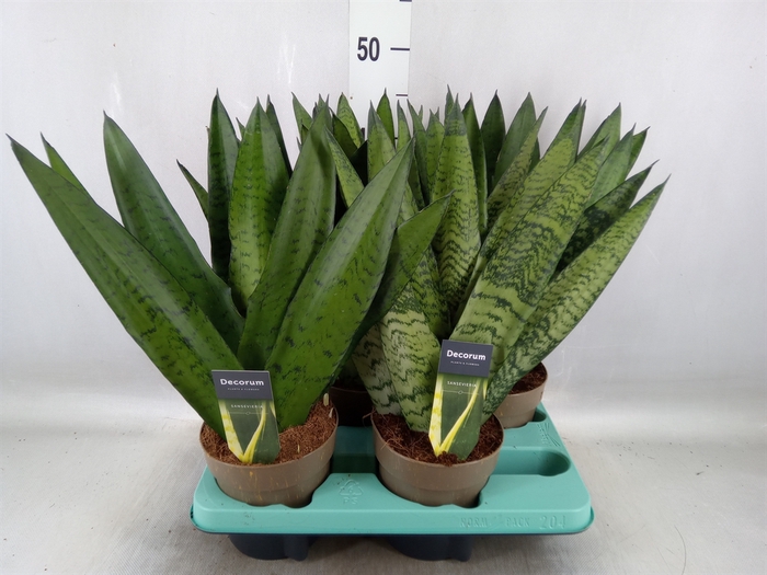 <h4>Sansevieria zeylanica</h4>