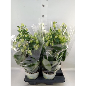 Kalanchoe  'Magic Bell'