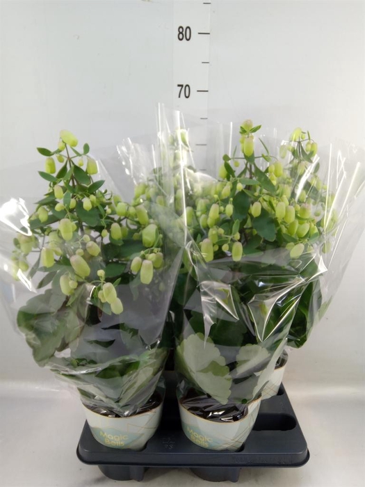 <h4>Kalanchoe  'Magic Bell'</h4>