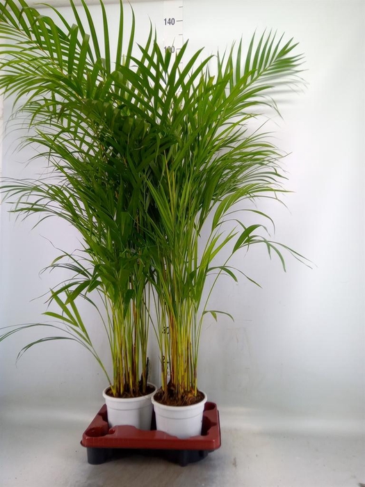 <h4>Dypsis lutescens   ...Chrysalidoca</h4>