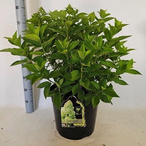 Hydrangea paniculata Limelight