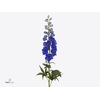 DELPH DU HOLLANDS GLORIE 70CM X40