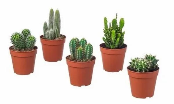 <h4>CACTUS VARIADO P09</h4>