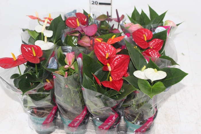 <h4>ANTHURIUM VARIADO P09</h4>